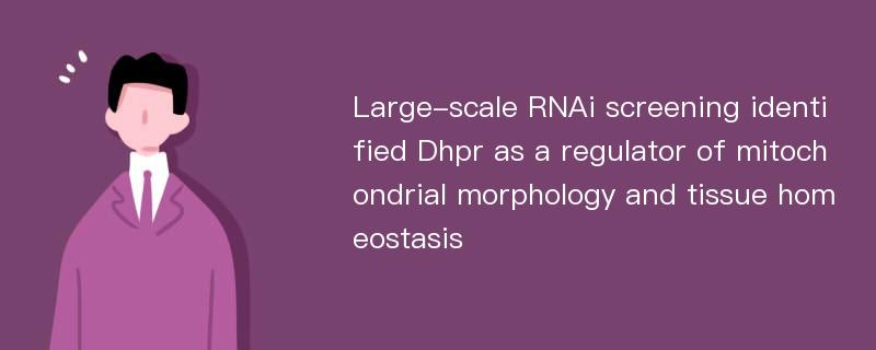 Large-scale RNAi screening identified Dhpr as a regulator of mitochondrial morphology and tissue homeostasis