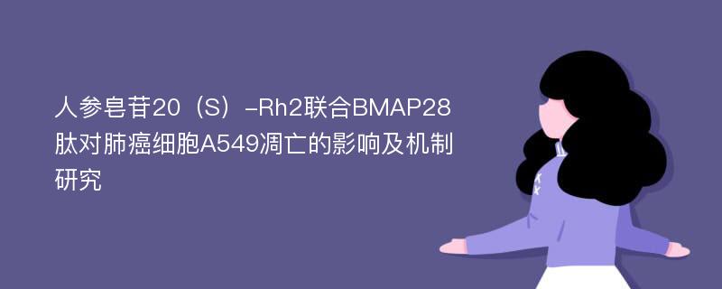 人参皂苷20（S）-Rh2联合BMAP28肽对肺癌细胞A549凋亡的影响及机制研究