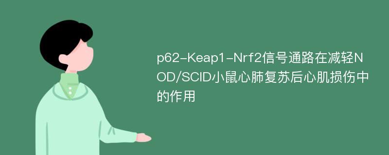 p62-Keap1-Nrf2信号通路在减轻NOD/SCID小鼠心肺复苏后心肌损伤中的作用