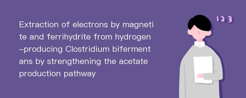 Extraction of electrons by magnetite and ferrihydrite from hydrogen-producing Clostridium bifermentans by strengthening the acetate production pathway