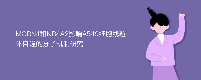 MORN4和NR4A2影响A549细胞线粒体自噬的分子机制研究