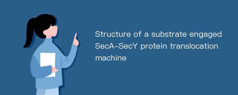 Structure of a substrate engaged SecA-SecY protein translocation machine