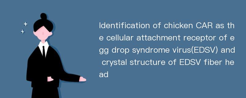 Identification of chicken CAR as the cellular attachment receptor of egg drop syndrome virus(EDSV) and crystal structure of EDSV fiber head