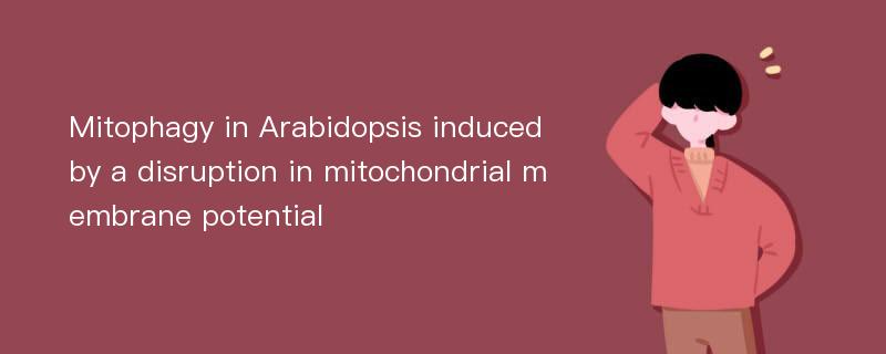 Mitophagy in Arabidopsis induced by a disruption in mitochondrial membrane potential