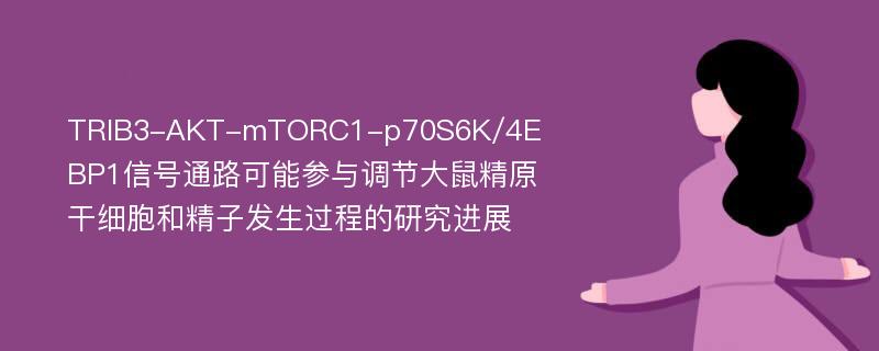 TRIB3-AKT-mTORC1-p70S6K/4EBP1信号通路可能参与调节大鼠精原干细胞和精子发生过程的研究进展