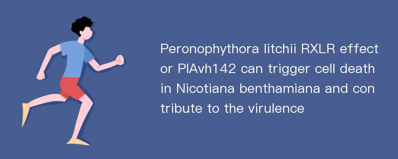 Peronophythora litchii RXLR effector PlAvh142 can trigger cell death in Nicotiana benthamiana and contribute to the virulence