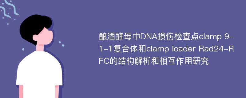 酿酒酵母中DNA损伤检查点clamp 9-1-1复合体和clamp loader Rad24-RFC的结构解析和相互作用研究